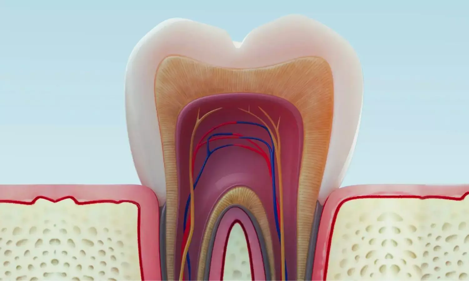 1 Percent Phytic Acid useful Alternative to 17 Percent EDTA for Root Canal Irrigation: Study Suggests