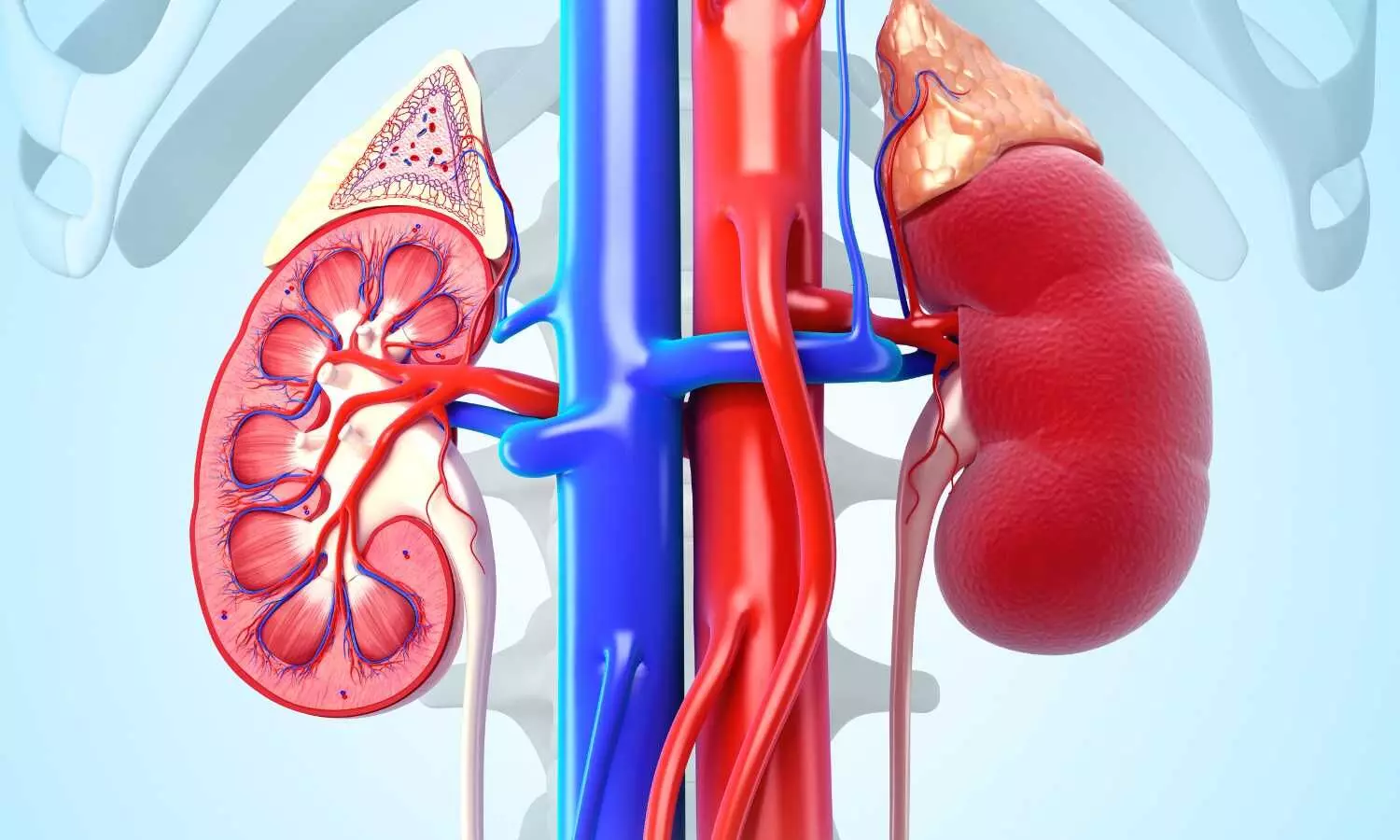 Diabetes, Low eGFR Linked to Higher Risk of Death and Kidney Failure: Study