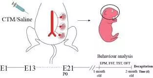 SSRIs in Pregnancy may Affect Maternal Care giving behavior, Not Offspring Cognition, reveals study