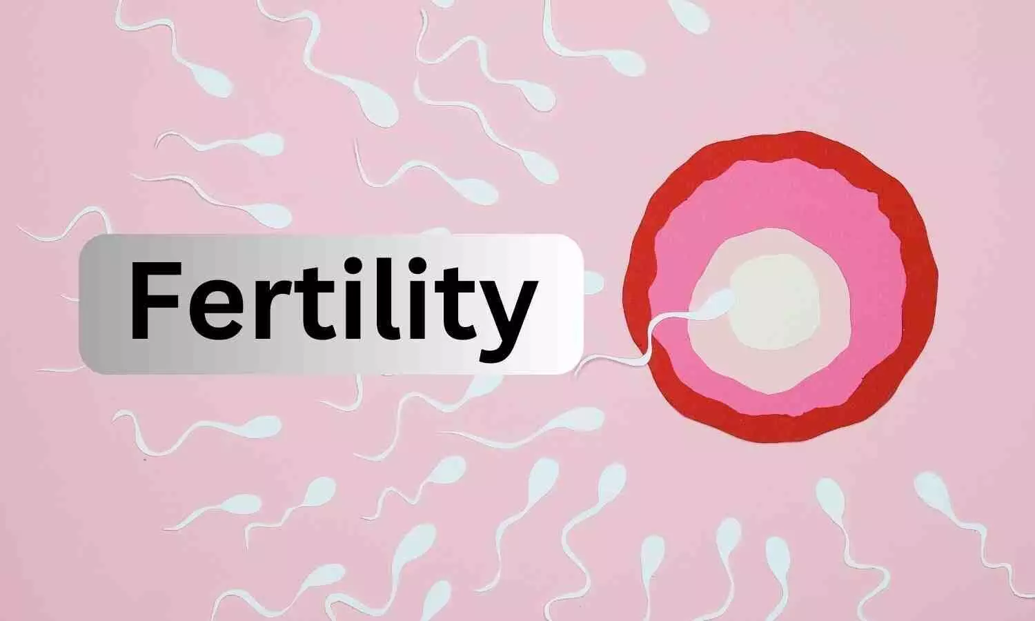 Why does female fertility decline so fast? The key is the ovary
