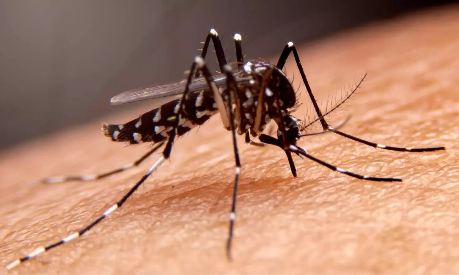 Targeted Indoor Spraying Shows No Significant Reduction in Aedes-Borne Disease Incidence: NEJM