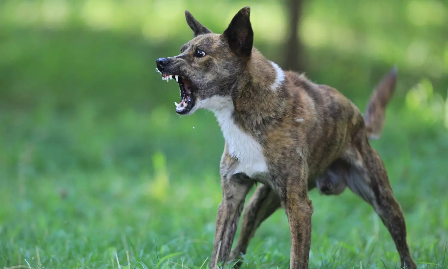 Army doctor injured in stray dog attack in Pune Cantonment