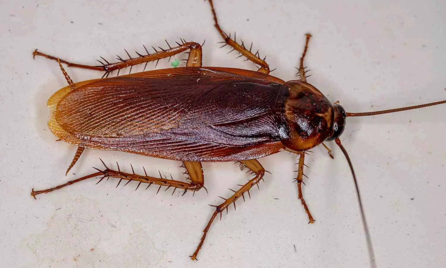 Cockroach infestation linked to home allergen, endotoxin levels: Study